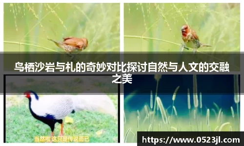 鸟栖沙岩与札的奇妙对比探讨自然与人文的交融之美